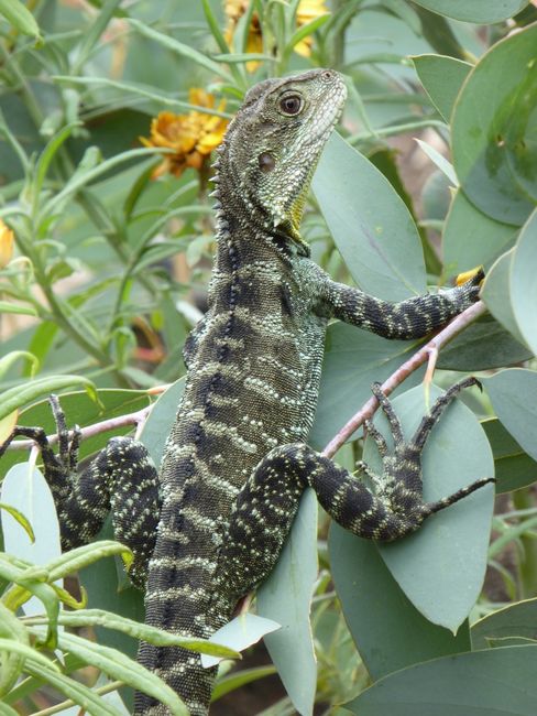 A close-up of a green and black speckled lizard perched on a wide, matte-finished green leaf amidst dense foliage. The lizard's body is elongated with textured skin, and it has a pointed snout and dark eyes. Surrounding it are various leafy branches, some with yellow flowers, under natural daylight that illuminates the glossy surfaces of the leaves and the lizard's textured skin. The scene depicts natural habitat conditions, emphasizing the lizard's camouflage among the green leaves and branches.
